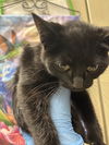 adoptable Cat in  named *KIKI