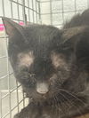 adoptable Cat in  named *YAHTZEE