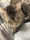 adoptable Cat in  named *RISK