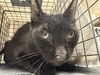 adoptable Cat in  named *CLUE