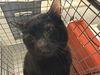 adoptable Cat in  named *JENGA