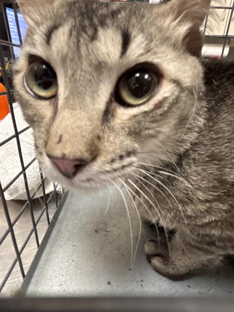 adoptable Cat in Las Vegas, NV named *SORRY!