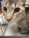 adoptable Cat in  named *SORRY!