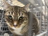adoptable Cat in  named JUSZCZYK