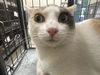 adoptable Cat in  named MOCHI