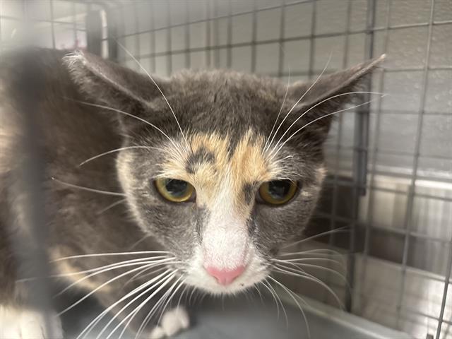 adoptable Cat in Las Vegas, NV named CALI