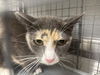 adoptable Cat in  named CALI
