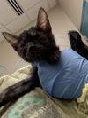 adoptable Cat in  named *CHESS