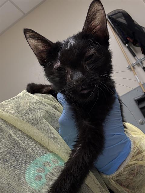 adoptable Cat in Las Vegas, NV named *SCRABBLE