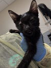 adoptable Cat in  named *SCRABBLE