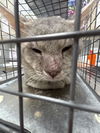 adoptable Cat in  named *MONOPOLY