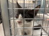 adoptable Cat in  named *LUDOVICO