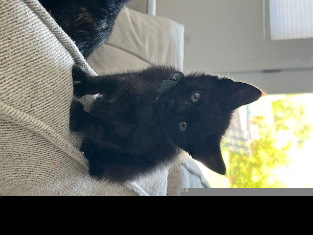 adoptable Cat in Las Vegas, NV named *DUSTY