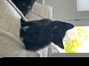 adoptable Cat in  named *DUSTY