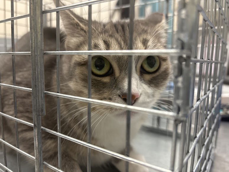 adoptable Cat in Las Vegas, NV named BOBA