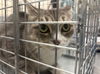 adoptable Cat in  named BOBA