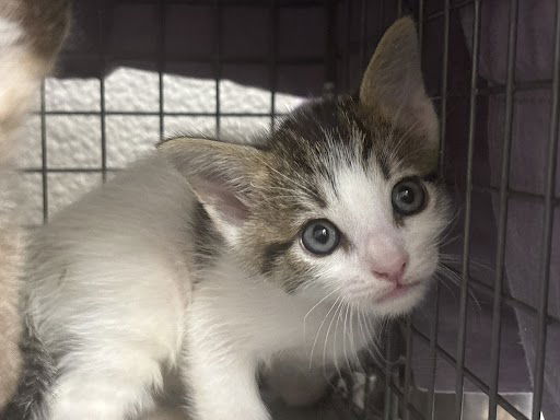 adoptable Cat in Las Vegas, NV named *JORGE