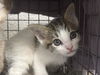 adoptable Cat in  named *JORGE