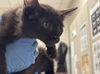 adoptable Cat in  named *NANCIE