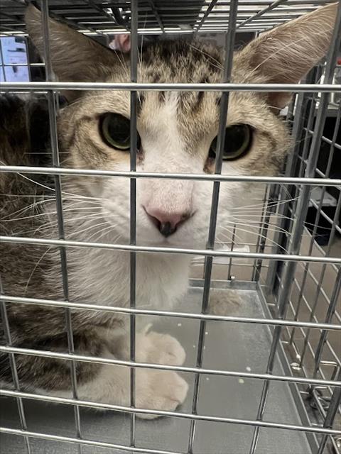 adoptable Cat in Las Vegas, NV named STAR