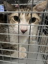 adoptable Cat in  named STAR