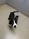 adoptable Dog in  named *BINX