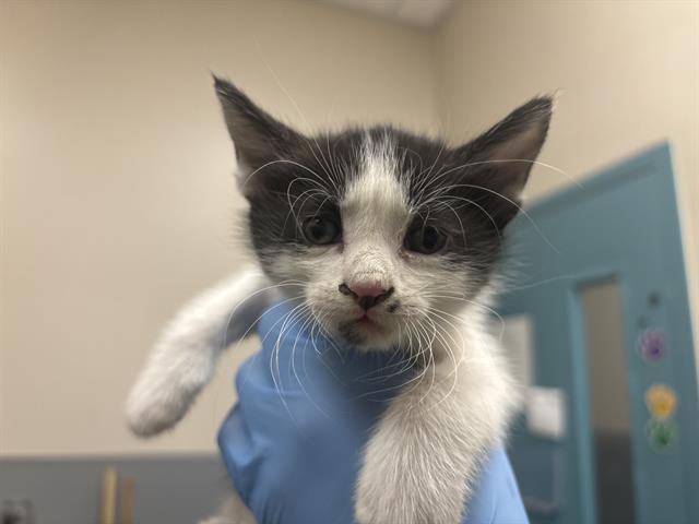 adoptable Cat in Las Vegas, NV named *KATARA