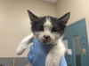 adoptable Cat in  named *KATARA