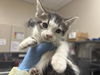 adoptable Cat in  named *TOPH