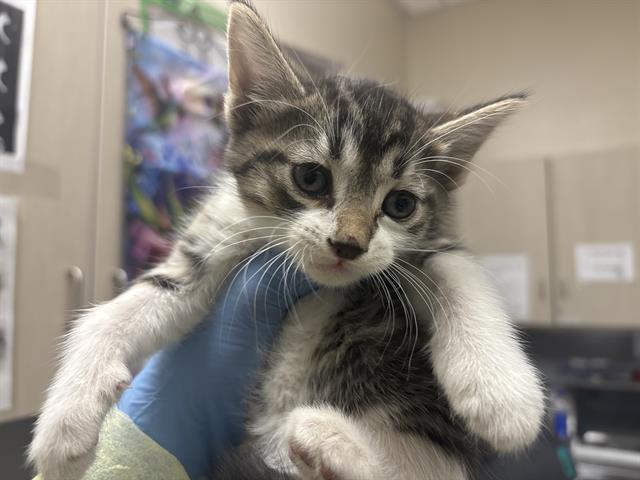 adoptable Cat in Las Vegas, NV named *AZULA