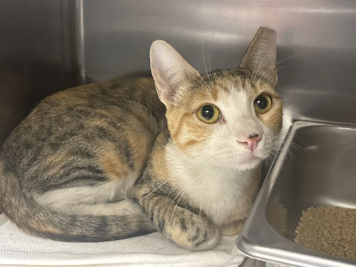 adoptable Cat in Las Vegas, NV named FOXY