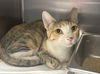 adoptable Cat in  named FOXY
