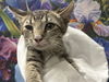 adoptable Cat in  named *SWEET BABY