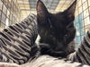adoptable Cat in  named *BOBBIE