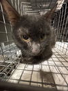 adoptable Cat in  named *SCRABBLE