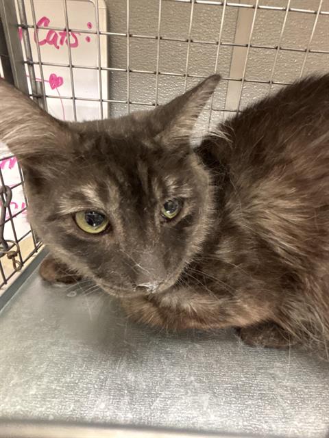 adoptable Cat in Las Vegas, NV named *DON JUAN