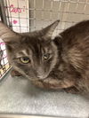 adoptable Cat in  named *DON JUAN