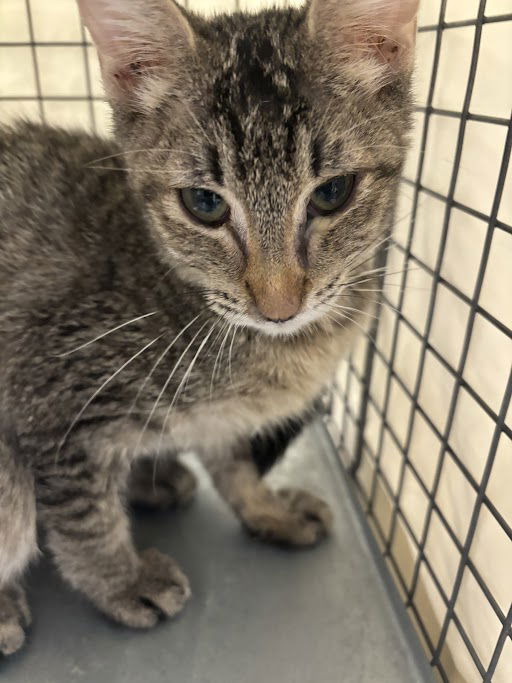 adoptable Cat in Las Vegas, NV named *MAEVE