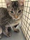adoptable Cat in  named *MAEVE
