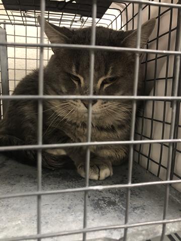 adoptable Cat in Las Vegas, NV named STORM