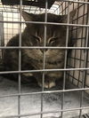 adoptable Cat in  named STORM