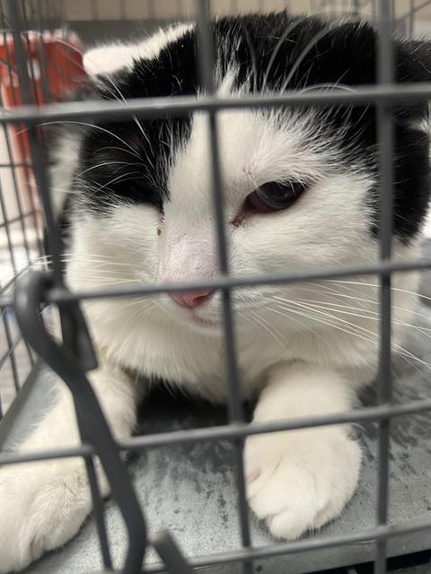adoptable Cat in Las Vegas, NV named TRIXIE