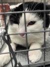 adoptable Cat in  named TRIXIE