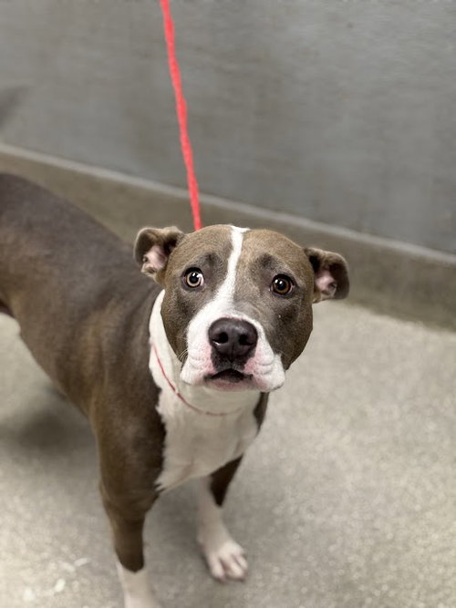 SAVANA - Pit Bull Terrier available for adoption