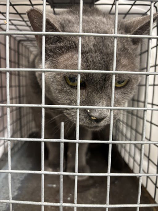 adoptable Cat in Las Vegas, NV named CHLOE