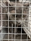adoptable Cat in  named CHLOE