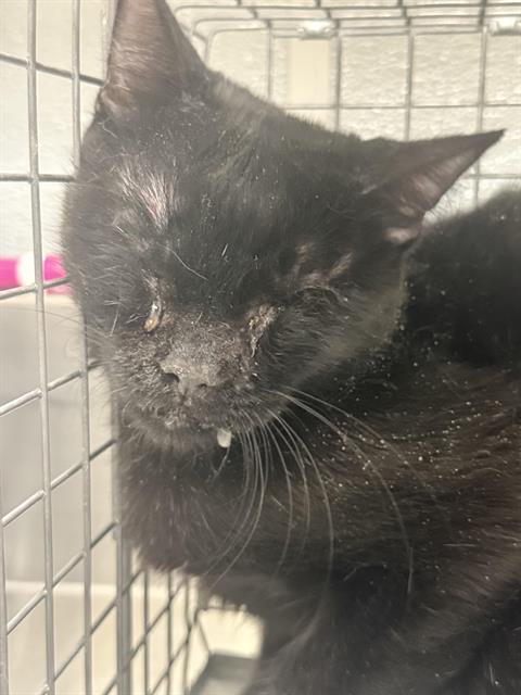 adoptable Cat in Las Vegas, NV named *BOGGLE