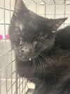 adoptable Cat in  named *BOGGLE