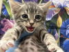 adoptable Cat in  named A1383071