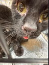 adoptable Cat in  named *CANDYLAND